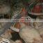 Poultry Farm Drinking Equipment for Broiler