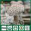 China Supplier of Organic Cap Stem Whole Part Fresh Dry Supplier Edibal Mushroom Lentinula Edodes