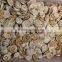 wholesale natural rough shell fossils from Madagascar
