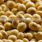 2015 CHINA yellow soybeans with high quality FOR SALE