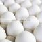 Best Quality Farm Fresh Shell Chicken Eggs