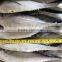 Frozen Hard Tail Scad /Horse Mackerel Fish