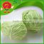 Chinese green cabbage round cabbage