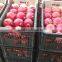 Fresh Egyptian pomegranate