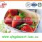 New crop All star 15-25mm High quality Fresh Strawberry