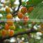 Cherry seedling