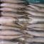 Chinese eastern ocean mackerel