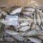 health food shops of horse mackerel