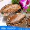 Fresh live frozen abalone