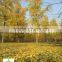Ginkgo biloba ( deciduous tree) for cold climate landscaping Wholesale export