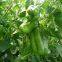 sweet pepper seed green fruit type vegetable seeds No.02