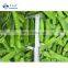 High Quality Sweet Crisp Organic Frozen Snow Peas Non Worm IQF Whole Peapod