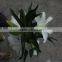 Wide varieties factory direct sell fresh cut flower lilies