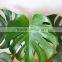 wholesale the top quality fresh cut Monstera Leaves and other foliage fillers with low price