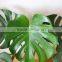 Hot sell Monstera Leaves and other fresh cut Roses from China with high quality