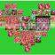 hot sale fruits and vegetables qinguan apples in stock