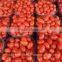 fresh tomato exporters in india/red tomato supplier