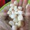 natural tridacninae crushed stone for wholesale,Tridacnidae jewelry,gemstone