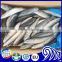 frozen pacific mackerel fish suppliers mackerel price
