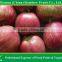 Chinese Red Apple/Red star apple