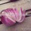 2016 new crop fresh onion for exporting