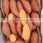 High Quality Fresh Sweet Potato