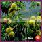 Organic Fresh Yanshan Chinese Chestnut