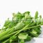 Creative products celery extract top selling products in alibaba
