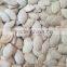 in shell pumpkin seeds kernel 10mm up