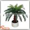 China suppliers small palm trees cycas revoluta price cycas revoluta