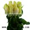 Beautiful big rose flower fresh cut dark red rose flowers yunnan vendela rose for decoration from china aibaba com