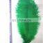 ostrich feather