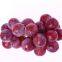 Natural Fruit powder?Extract?Grape?Seed?Extra