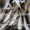 BQF Whole Round big eyes horse mackerel with size 50 - 70 g
