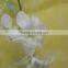 Exquisite new coming phalaenopsis orchids plant