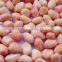 Supply High Quality Peanut kernels