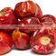Round Red chille pepper