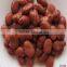 Hot sale Canned Broad Beans in brine Canned Vegetable high quality
