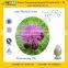 GMP Factory supply Water Soluble Milk Thistle Extract