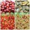 High efficiency Cocoa beans peeler machine/coffee beans shelling machine