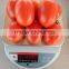 Marina F1 (PELLETED) Hybrid Tomato Seeds