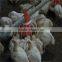Poultry farming equipment for chicken broiler
