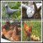 China factory sale poultry wire 1/2 hex mesh chicken wire