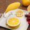 Dimmable Touch LED Desk Lamp Flexible Lemon Shaped Night Light USB Rechargeable Eye-Care Reading Lamps for Kids Home Office