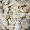 IQF cooked baby clam meat without shell for export