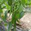 Green Pepper Seeds Sweet Pepper Greenhouse Plant Pepper Seeds No.30
