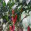 Vegetablel Seed Hot Pepper Seed Greenhouse Pepper Seeds no 53