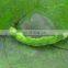 HaNPV + Bt  Pheromone traps attract cotton bollworm and exercise significant control
