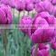 Popular Cheapest fresh cut tulip