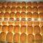 TY-855 Industrial Automatic Bread Machine